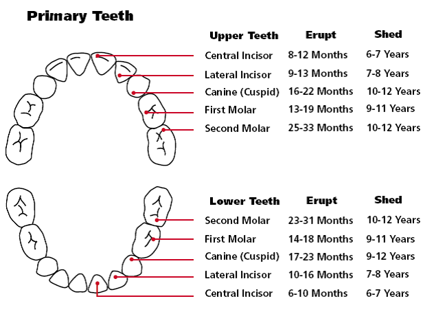 Teeth Chart