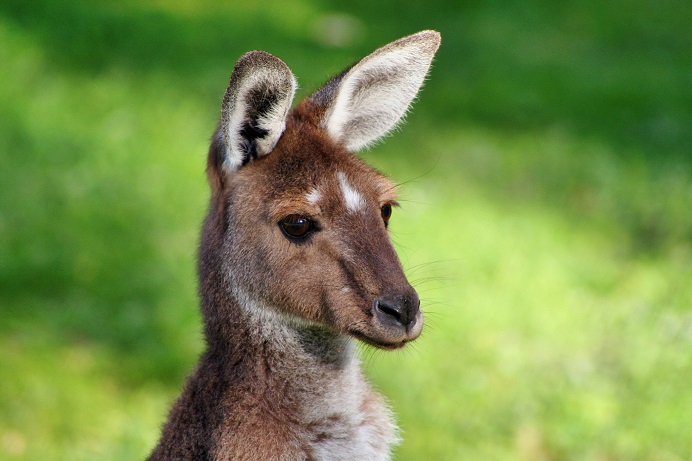 Kangaroo Australia Day Small