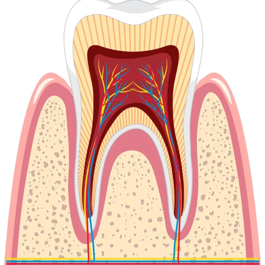 Tooth Nerve Pictogram Pulptomy Root Canal (hd)
