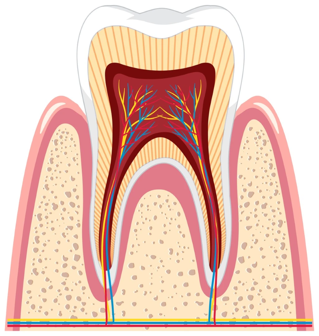 Tooth Nerve Pictogram Pulptomy Root Canal (hd)